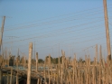 Bamboo with power lines and TV antennas