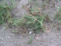 There were little things that looked like evergreen plants growing in the sand