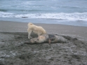 Oh, it's a dog tearing into a rotting seal carcass