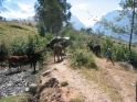 These cows held us up, but this little kid had no problem letting them know what was up